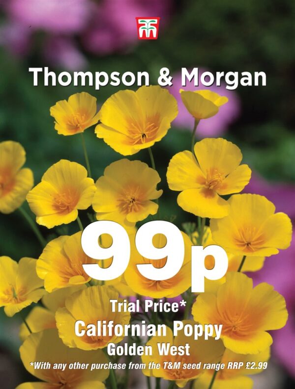 Californian Poppy Golden
