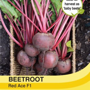 Beetroot Red Ace F1 Hybrid