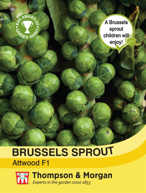 Brussels sprout Attwood