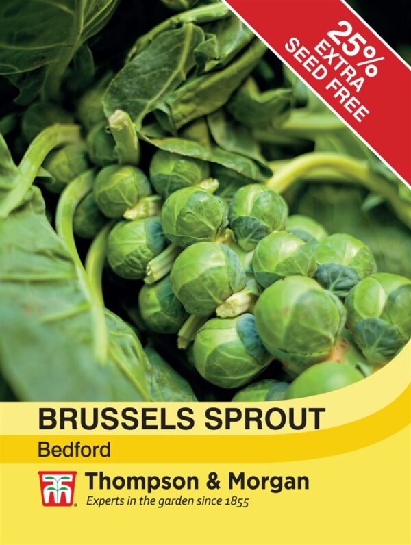 Brussels Sprout Bedford