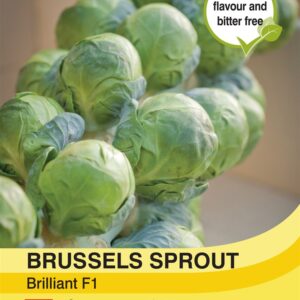 Brussels Sprout Brilliant