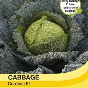 Cabbage Savoy Cordesa F1