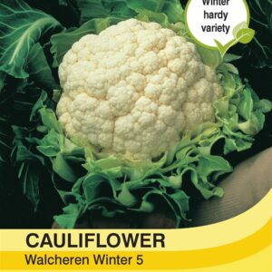 Cauliflower Walcheren Winte