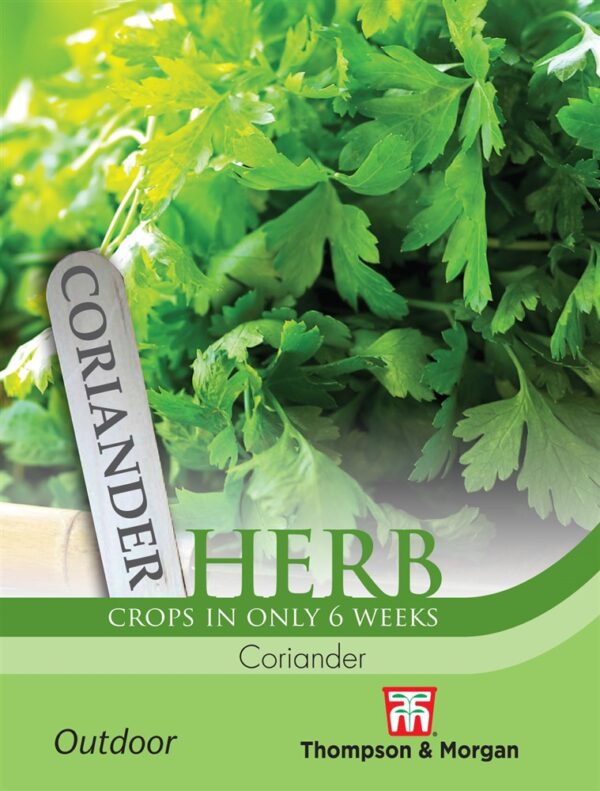 Herb Coriander