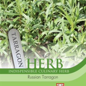 Herb Russian Tarragon