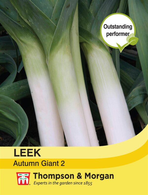 Leek Autumn Giant 2