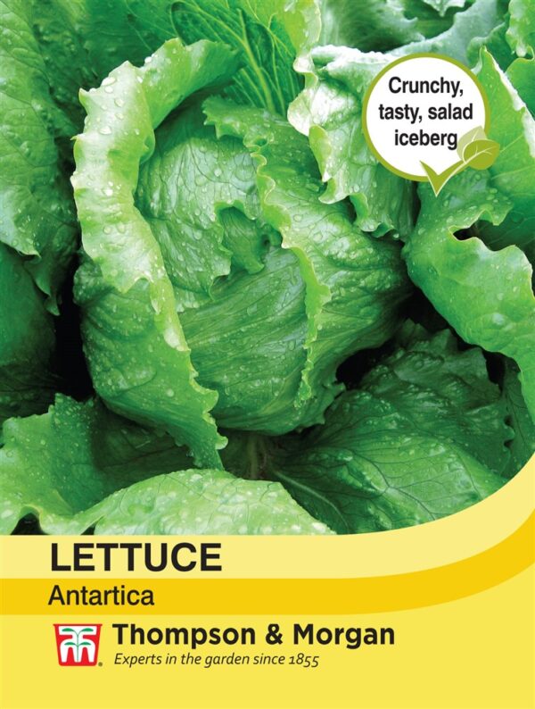 Lettuce Antartica