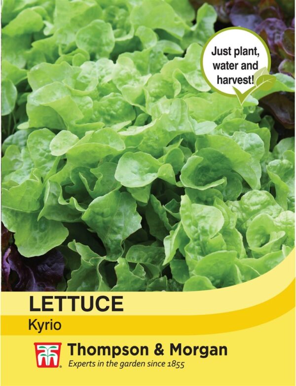 Lettuce Kyrio