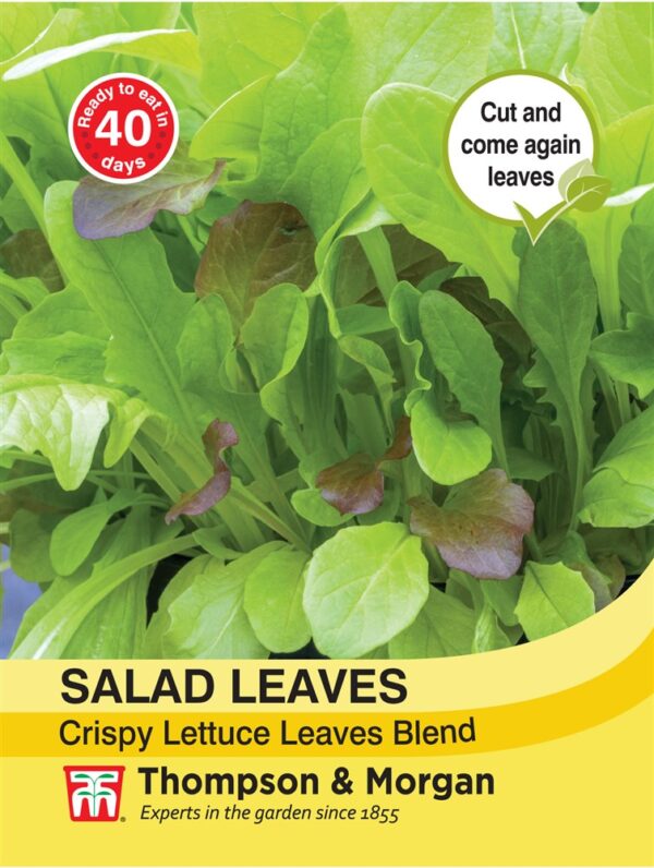 Salad Leaves - Crispy