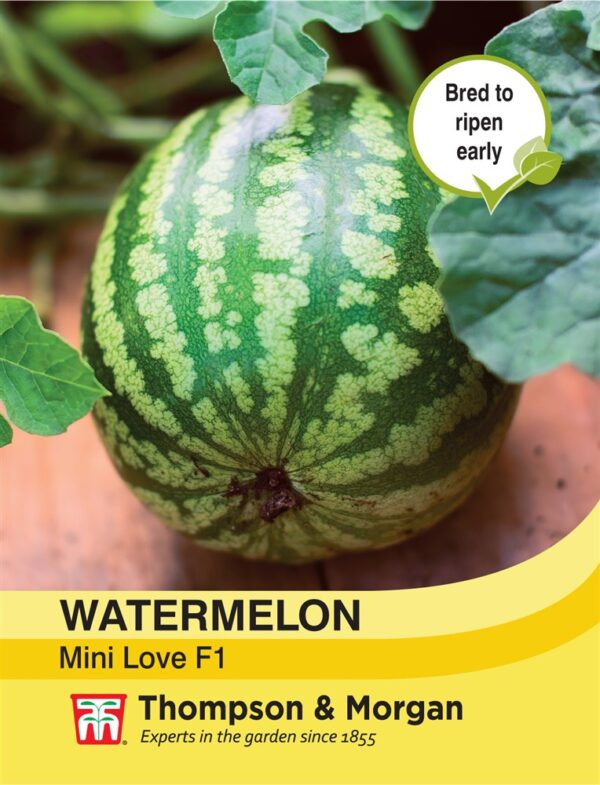 Watermelon Mini Love F1