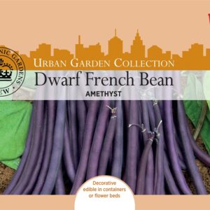 Bean Dwarf Amethyst