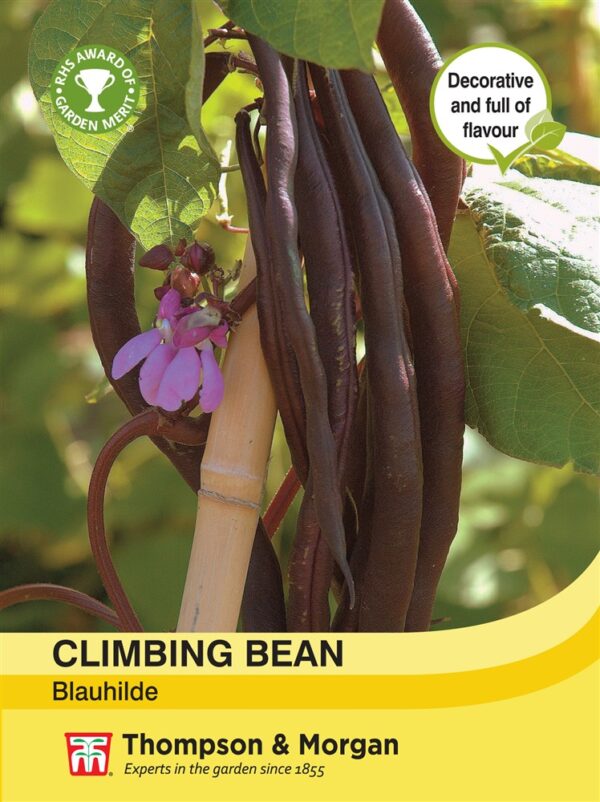 Climbing Bean Blauhilde