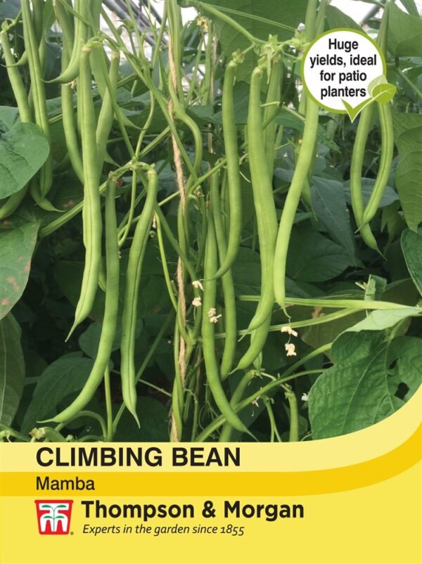 Climbing Bean Mamba
