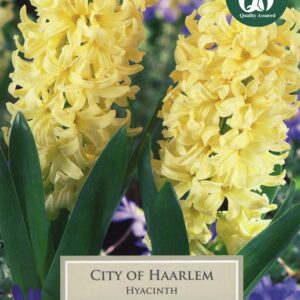 Hyacinth City Of Haarlem 5 Bulbs