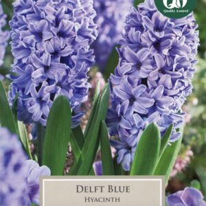 Hyacinth Delft Blue 5 Bulbs