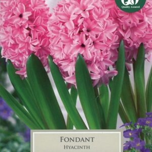 Hyacinth Fondant 5 Bulbs