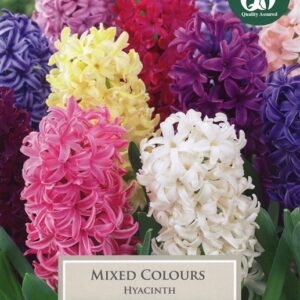 Hyacinth Mix 5 Bulbs