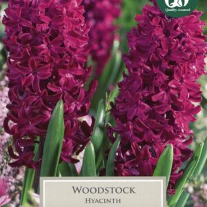 Hyacinth Woodstock 4 Bulbs
