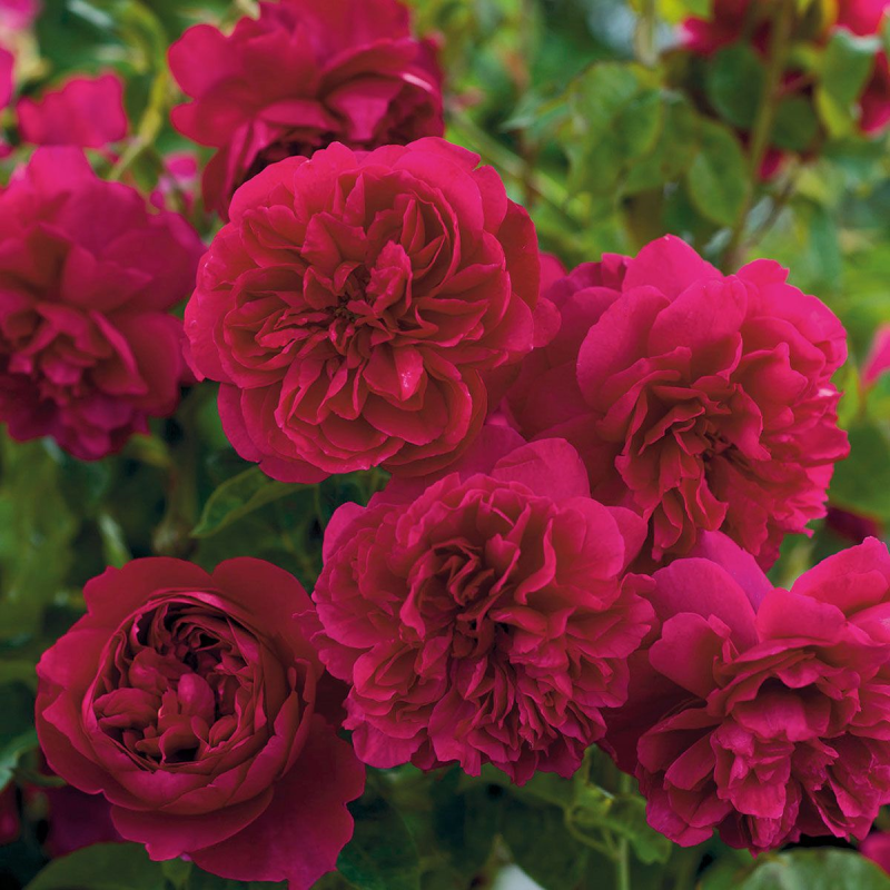 Thomas A' Becket 6 Litres