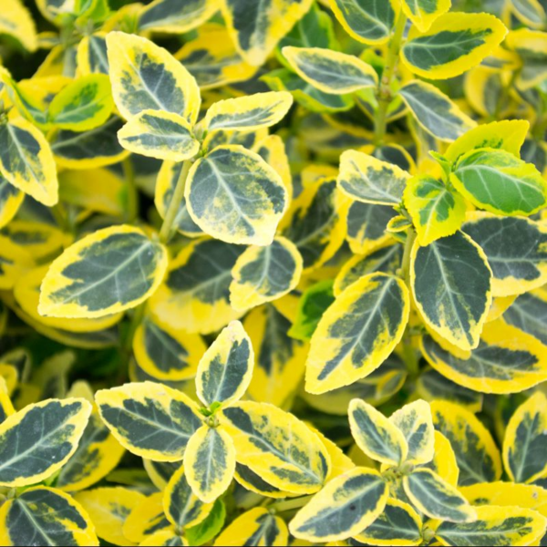 Euonymus fort. 'Emerald 'n' Gold' 2ltr