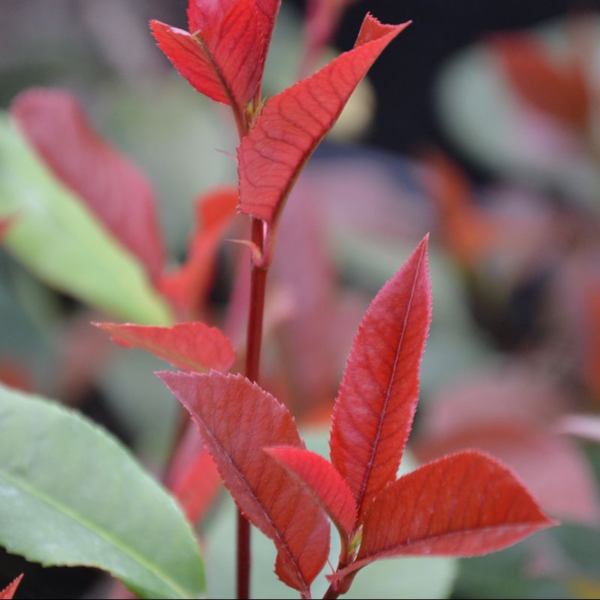Photinia 'little Red Robin' 2ltr