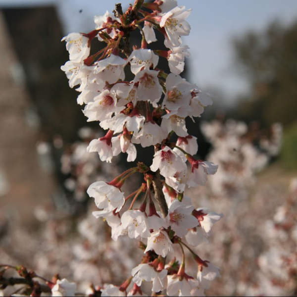 Prunus incisa 'Kojo-no-mai' 3ltr