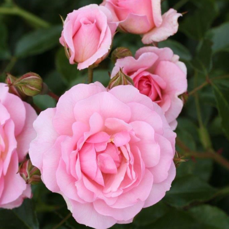 Happy Retirement Gift Rose