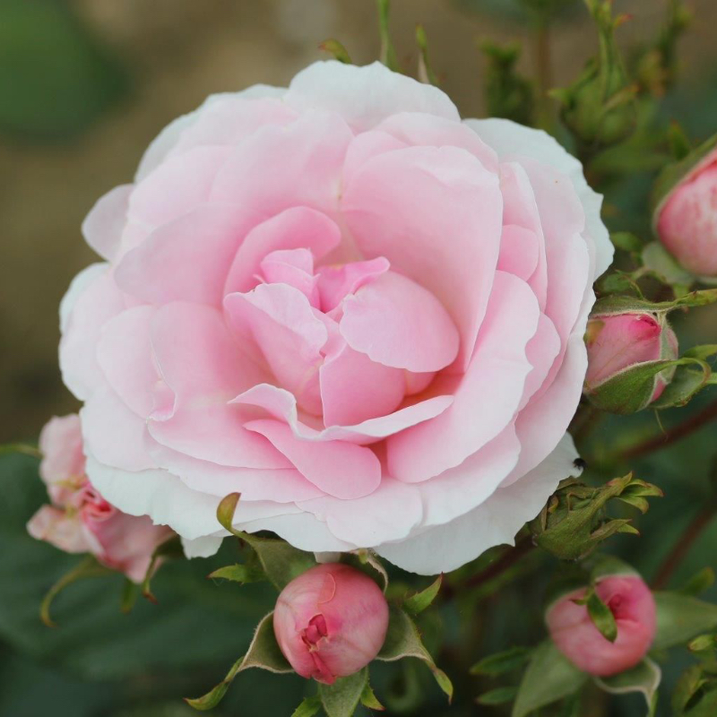 Happy Silver Wedding Gift Rose