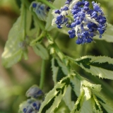 Ceanothus Lemon and Lime