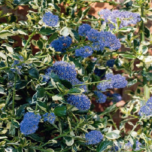 Ceanothus Silver Surprise