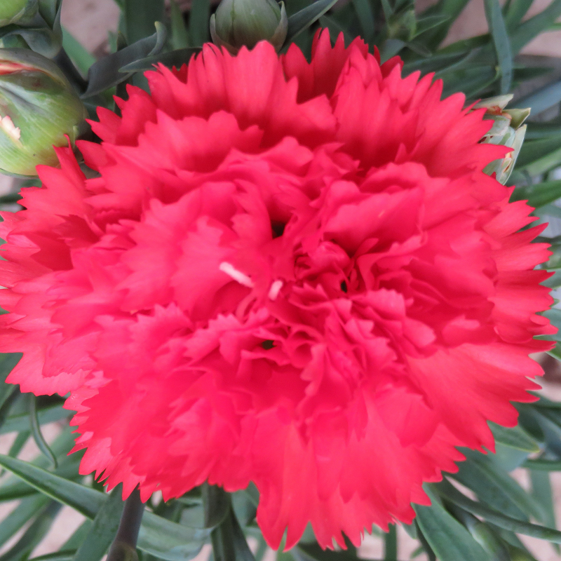 Dianthus Orange Bling Bling