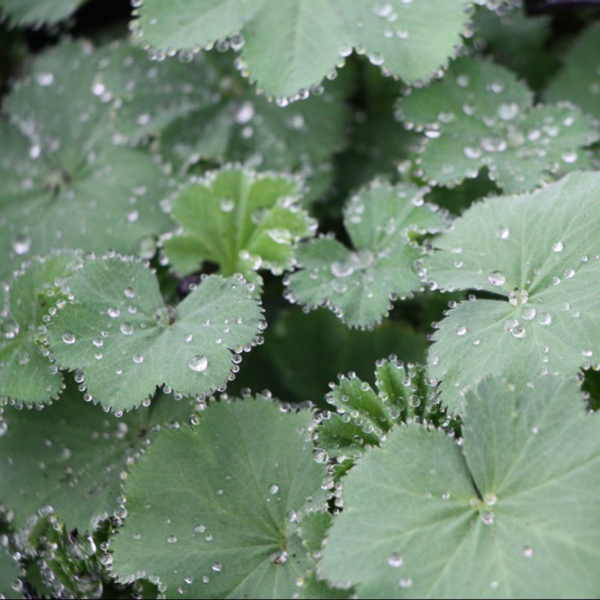 Alchemilla Mollis