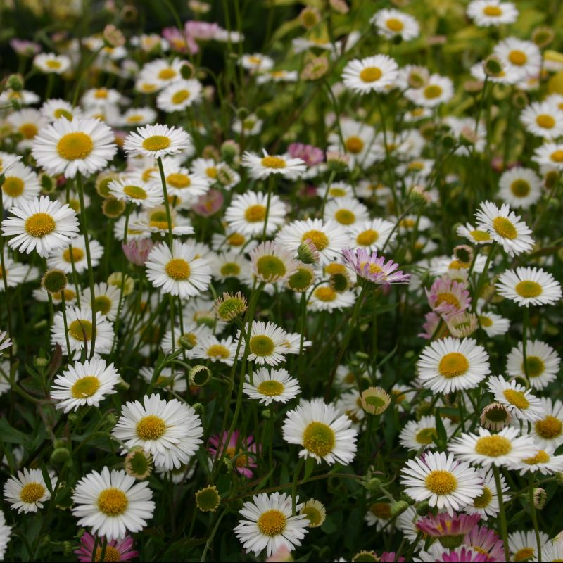 Erigeron Karvinskianus