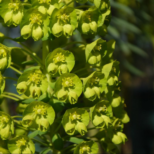 Euphorbia Amygdaloides Robbiae