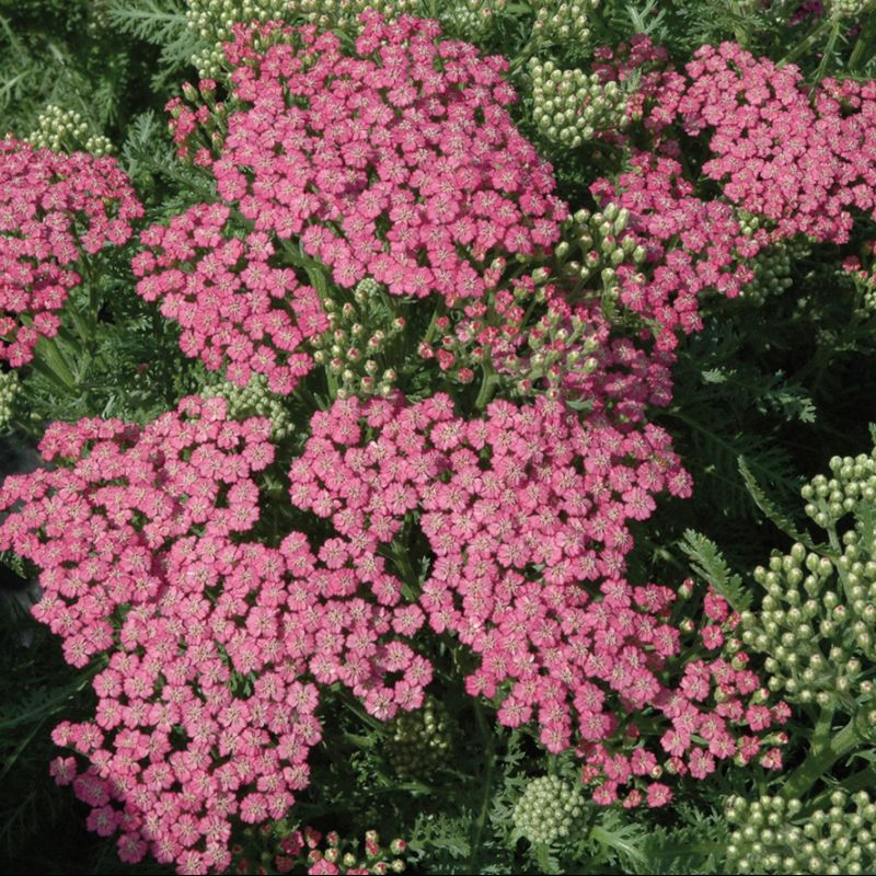 Achillea Pink Grapefruit