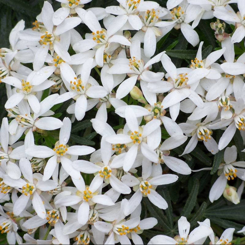 Choisya x dewitteana White Dazzler