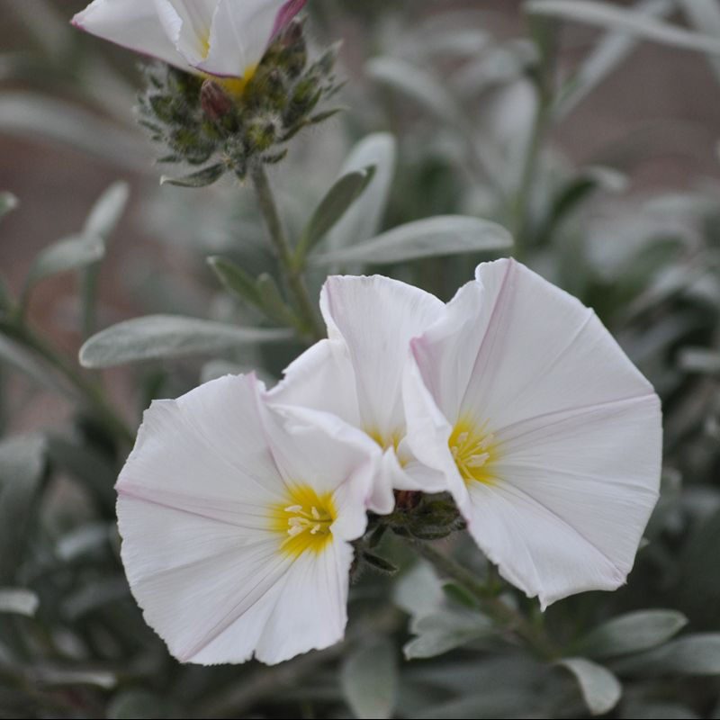 Convolvulus cneorum