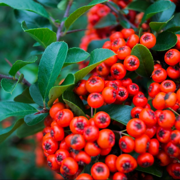 Pyracantha Orange Glow