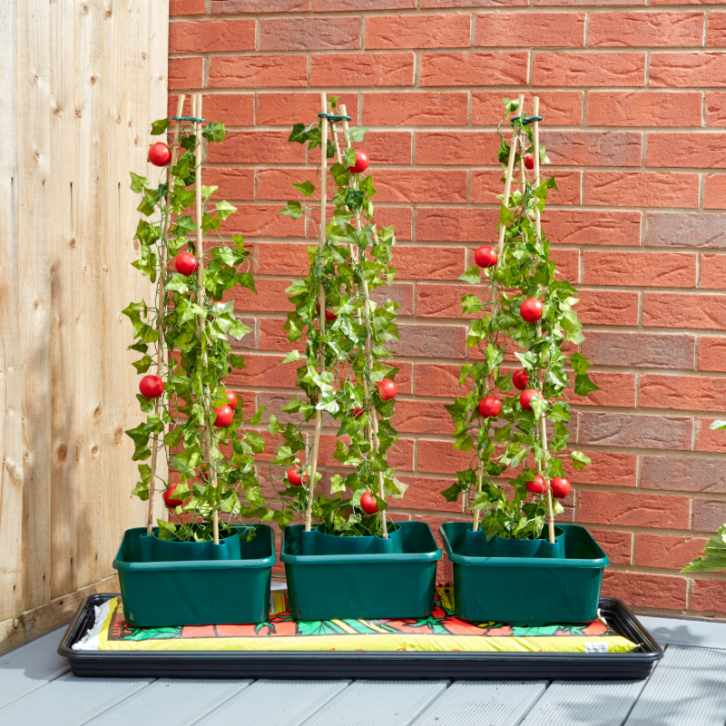 Tomato Gro-Box Triple Pack