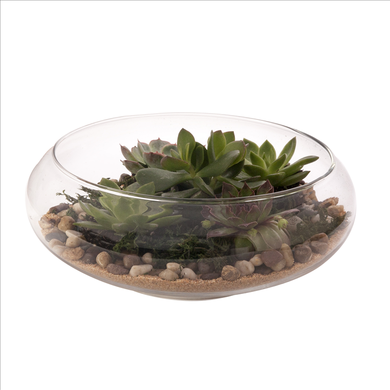 Terrarium Tabletop Planter