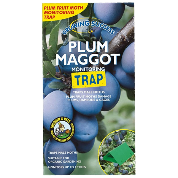 Plum Maggot Trap