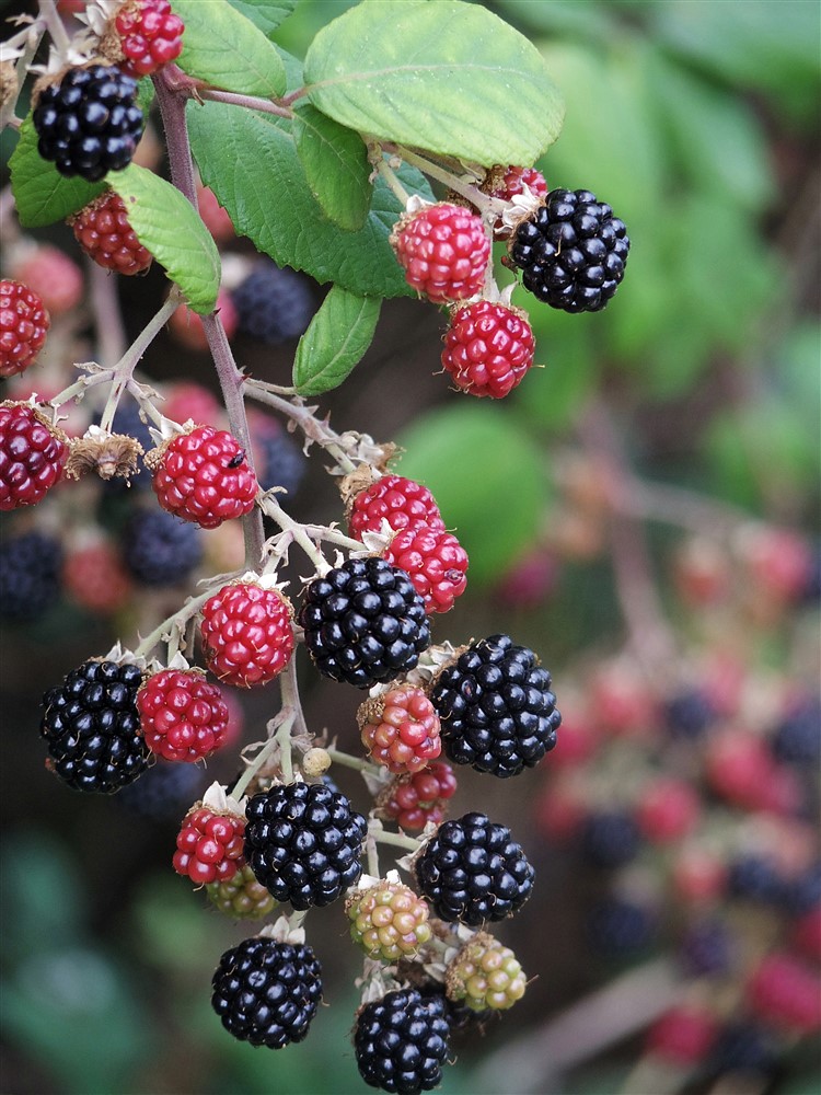 Blackberry Oregon Thornless 3L