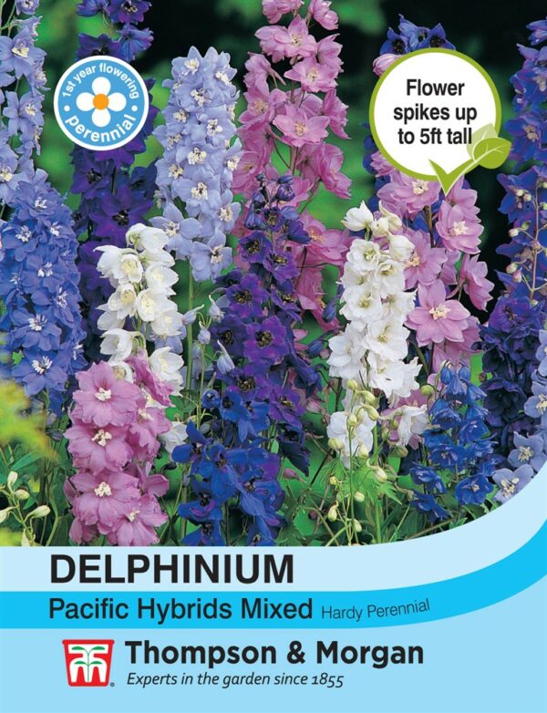 Delphinium Pacific Hybrids