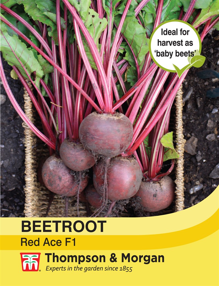 Beetroot Red Ace F1 Hybrid