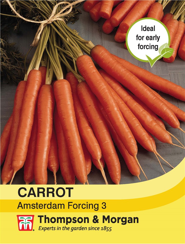 Carrot Amsterdam Forcing 3