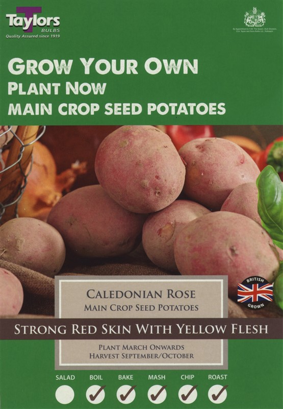 Pre Pack Potato Caledonian Rose