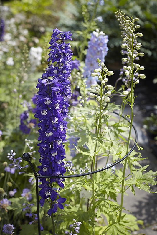 Cottage Garden Arc - 80cm