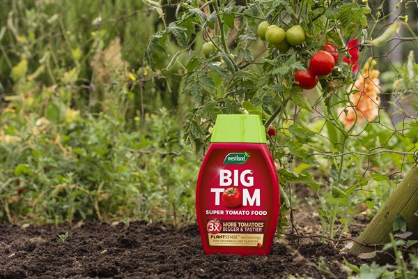 Westland Big Tom Tomato Food 1Litre