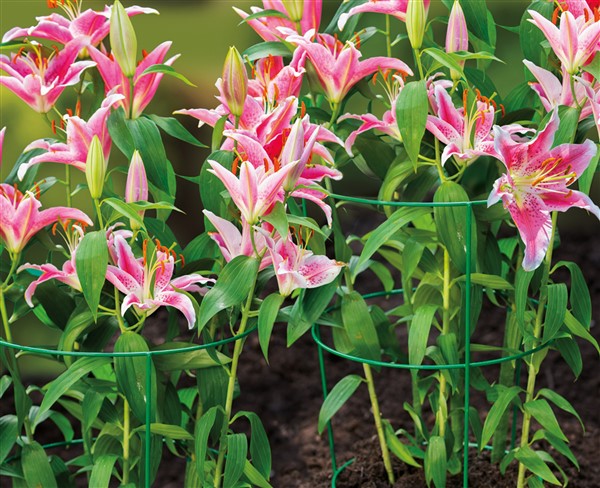 Conical Plant Support 60cm 24"