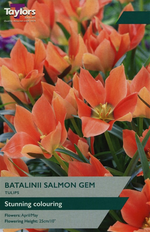 Tulip Batalinii Salmon Gem